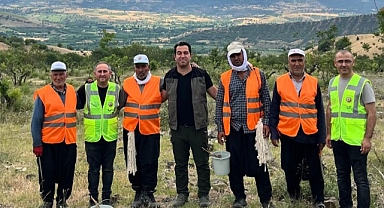 Amasya'da menengiç ormanı aşılamayla 'fıstık' gibi oldu