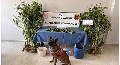 Jandarmadan uyuşturucu ve kaçakçılık operasyonları: 8 kişi gözaltına alındı