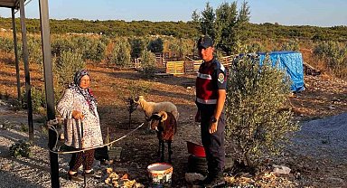Kaybolan hayvanları jandarma buldu