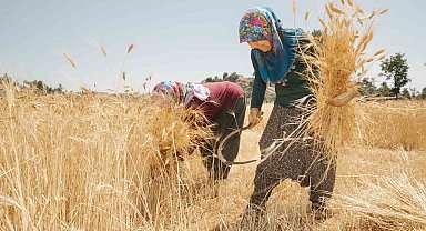 Mersin'de ata tohumlarının hasadına başlandı