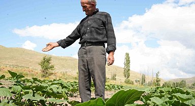 Ata tohumundan organik bal kabakları toprakla buluşturuldu