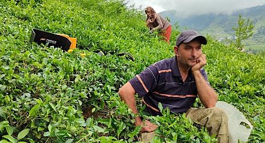 ÇAYKUR günlük çay alım kontenjanını bu kez de 20 kilograma düşürdü