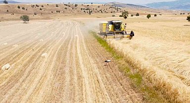 Çiftçi hasat derdinde leylekler ise rızıklarının peşinde