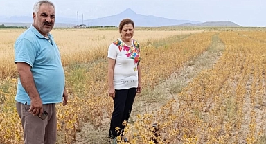 Iğdır'da Deneme Amaçlı Ekilen Aspir Bitkisi Hasada Geldi