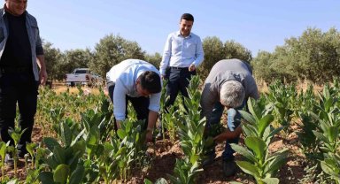 Kaymakam Gündoğdu ve Cumhuriyet Savcısı Tan tütün hasadına katıldı