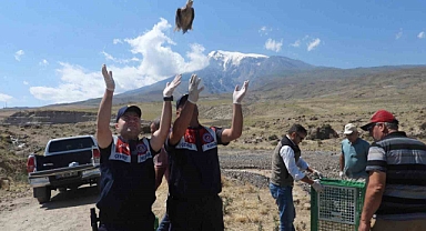 Ağrı Dağı Milli Parkı'na kınalı keklikler salındı