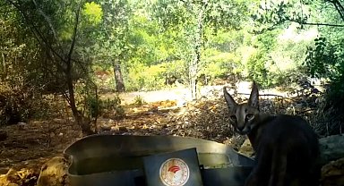 Antalya'da sıcak havandan etkilenen yaban hayvanlarına can suyu