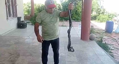 Batman'da düğünde gelin ve damada 'yılan şovu' sürprizi