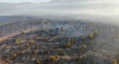 Çankırı'daki orman yangınına müdahale sürüyor