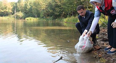 Düzce'de göl ve göletlere 35 bin sazan bırakıldı