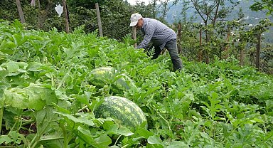 Giresun'da fındık üreticisi Adana karpuzu yetiştiriciliğine başladı