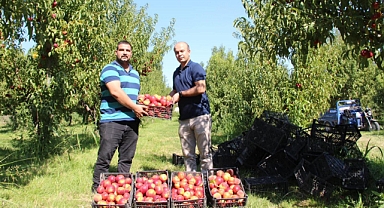 Iğdır’da Nektar Hasadı Başladı: Verim Yüksek, Beklentiler Olumlu
