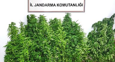 Jandarmadan kenevir operasyonu