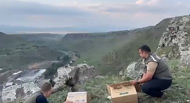 Kars'ta tedavileri tamamlanan Karaçaylaklar doğal ortama bırakıldı