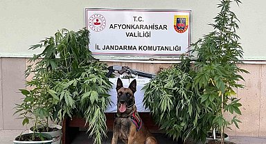 Kova içerisinde kenevir yetiştiren 2 şahsa jandarmadan operasyon