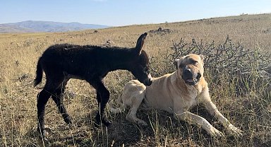 'Kral' bu kez sürünün eşeğine sahip çıktı