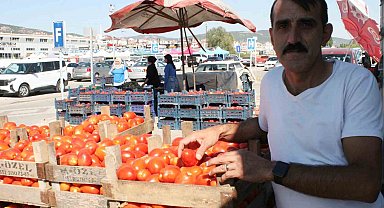 Salçalık domatesler görücüye çıktı