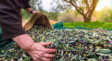 Sofralık zeytin ihracatı 200 milyon dolara koşuyor