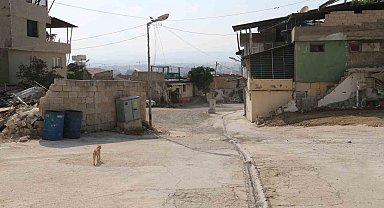Yaşlı kadının etrafını saran sokak köpeklerinden tedirgin olduğu anlar kamerada