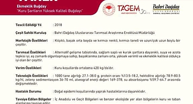 %50 Hibeli Buğday Tohumu Dağıtımı Başlıyor