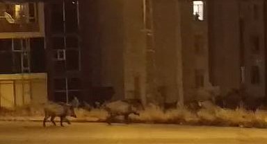 Aç kalan domuz sürüsü şehre indi