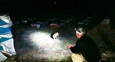 Ağrı'da arıcılık yapan emekli polis, her akşam yanına gelen tilkileri elleriyle besliyor