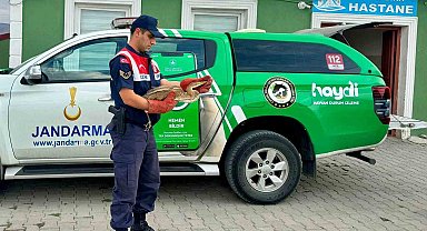 Ağrı'da bitkin düşen Balıkçıl Kuşu, jandarma tarafından kurtarıldı