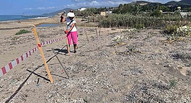 Alanya'da koparılması 387 bin TL ceza olan kum zambakları koruma altına alındı