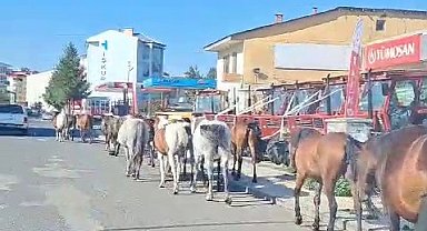Ardahan'da başıboş atlar sokak ortasında geziyor