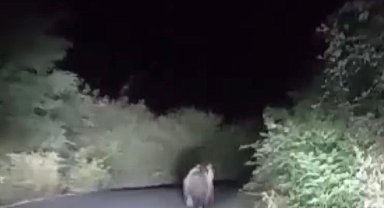 Asfalt yola inen bozayıyı, "Aslanım benim tay gibi" diyerek kaydetti