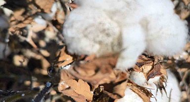 Aydın'da pamukta unlu bit mücadelesi sürüyor