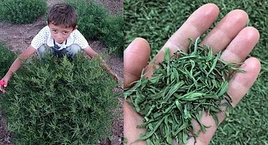 Bayburt Tarhunu coğrafi işaret tescili aldı