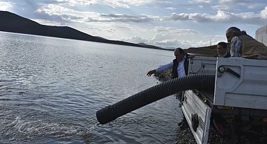 Bayburt'ta baraj ve göletlere 574 bin yavru balık bırakıldı