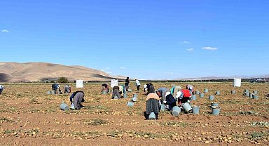 Bayburt'ta patates hasadına başlandı