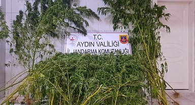 Dere kenarında 167 kök hint keneviri bitkisi ele geçirildi