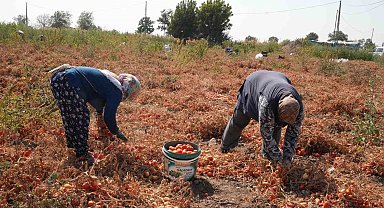 Domatesi tarlada kalan çiftçi, Büyükşehir aracılığıyla ihtiyaç sahiplerine bağışladı