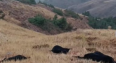 Elazığ'da yıldırım düştü, 20 hayvan telef oldu