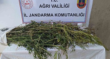Eleşkirt'te uyuşturucu operasyonu: 90 kök hint keneviri ele geçirildi