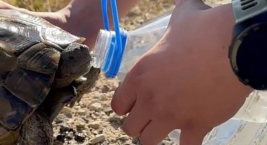 Erzurum'da bitkin düşen kaplumbağanın imdadına polis yetişti