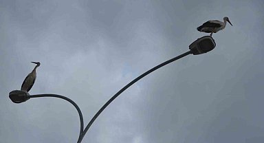 Göç yolculuğunda leylekler, elektrik direklerinde mola verdi