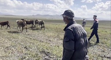 Kars'ta kayıp hayvanları jandarma buldu