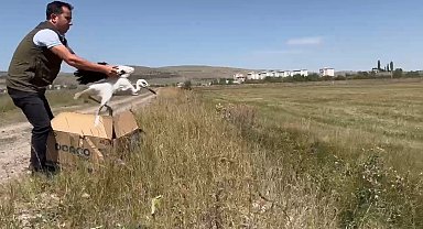 Kars'ta tedavi edilen leylekler doğaya bırakıldı