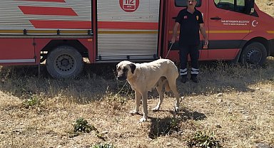 Kayalıklarda mahsur kalan köpek kurtarıldı