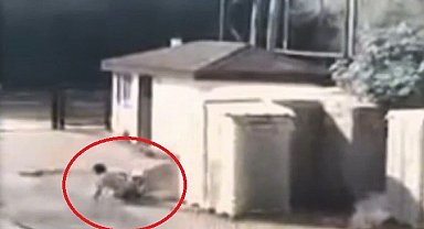 Köpeğin saldırma anı kamerada