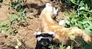 Nesli tükenmekte olan Alaca Sansar, Yozgat'ta görüntülendi