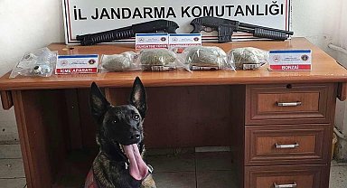 Samsun'da jandarma 3 kilo bonzai ele geçirdi