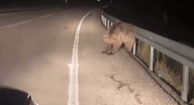 Sarıkamış'ta ayının kaşınma anı kamerada