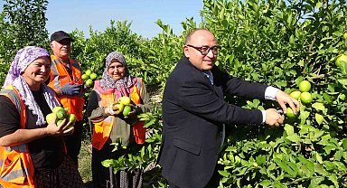 Yılda 1 milyon tondan fazla üretiliyor: Limonun başkentinde hasat başladı