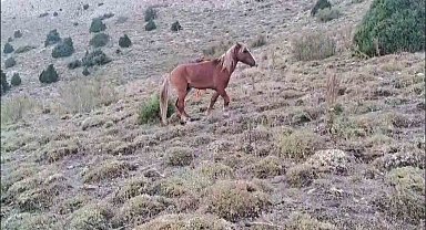 Yozgat'ta ayağı kırılan yılkı atına jandarmadan şefkat eli