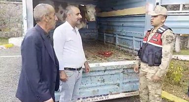 Ardahan çalınan büyükbaş hayvan Kars'ta jandarmaya takıldı